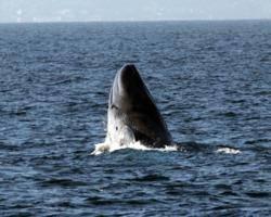Blue Whale off the Coast of Dana Point, The Ritz-Carlton, Laguna Niguel